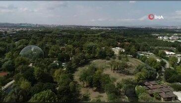 Bursa'da 6 devekuşu yavrusu dünyaya geldi