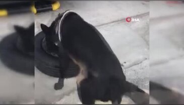 TEM Otoyolu'ndaki aramada 7 kilo toz esrar yakalandı