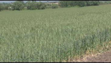 Türkiye'nin bitmeyen buğday sorunu (ÖZEL HABER)