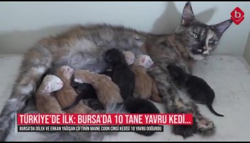 Türkiye'de ilk: Bursa'da 10 tane yavru kedi...