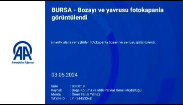 Bursa'da bozayı ve yavrusu fotokapana yakalandı