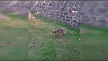 Tilkiye kadayıf dolması yedirdiler!