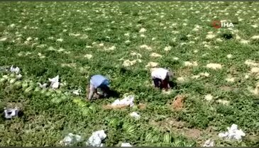 Bursa'da '30 kat' isyanı! Fiyatlar adeta çöktü, üretici çaresiz...