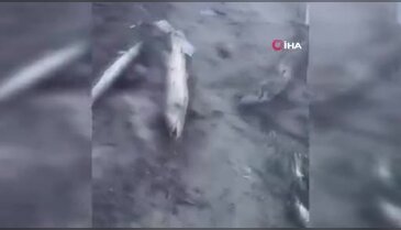 Bursa'da kuraklığı gözler önüne seren görüntüler...