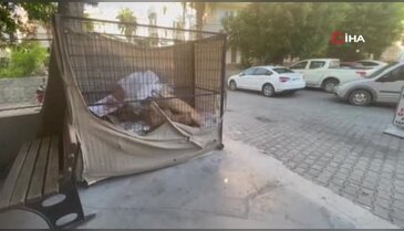 Kediyi vahşice tekmelemişti! Cezasız kalmadı...