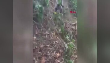 Ormanda tuzağa takılan ayı, iğneyle bayıltılarak kurtarıldı