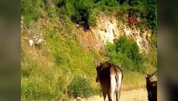 Dünyanın en büyük ailesi, Bursa ormanlarında