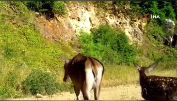 Bursa'da fotokapana yakalandılar! Bir aile kamerada...