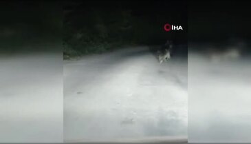Seyir halindeki otomobilin önüne ayı çıktı