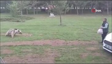 Bozayıyı ekmekle böyle doyurdu! O anlar kamerada