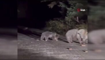 Bursa'da gezintiye çıktılar! Karşılaşınca şaşkına döndüler