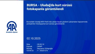 Uludağ'da kurt sürüsü fotokapanla görüntülendi!