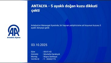 Yenidoğan kuzu görenleri hayrete düşürdü! Nadiren rastlanıyor...