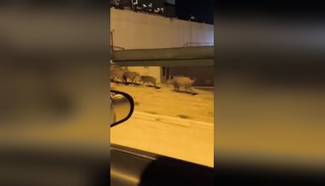 Bursa'da domuzlar şehre indi!