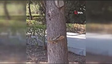 Troya efsanesi, Çanakkale sincaplarının isim kaynağı oldu