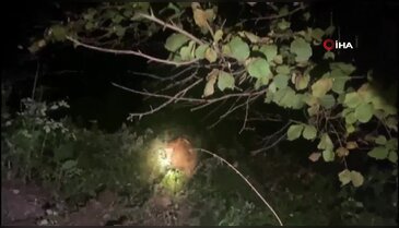 Artvin'de zorlu inek kurtarma operasyonu