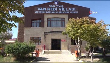 Van kedilerinden iyi haber! Tehlike atlatıldı