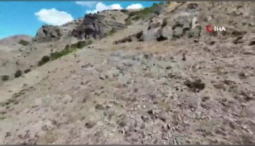 Annesini kaybeden yavru ayı Bayburt'ta köyü ayağa kaldırdı