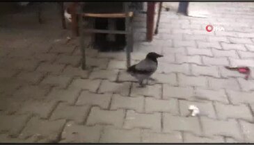 Kahvehane tutkunu karga, mahallelinin gönlünü fethetti