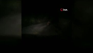 Aç kalan ayılar araçların önüne çıktı