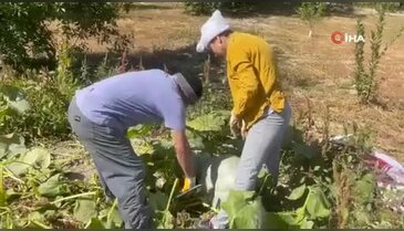 Bursa'da bahçesinde görünce şoke oldu! "Torunum kadar"