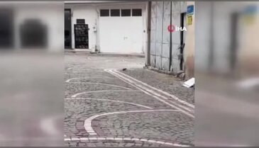Fareler sokakları bastı