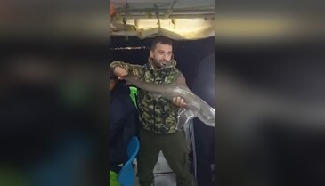 Bursa'da köpekbalığı! Heyecan dolu anlar kamerada...