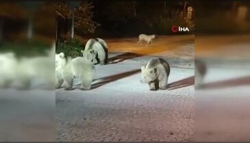Bursa'da ayılarla kafa kafaya geldiler!