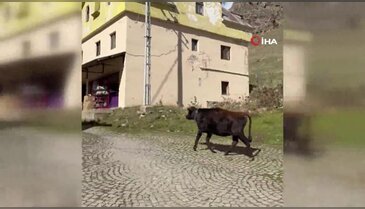 İneklerin yürek ısıtan anları! Yayladan ayrılırken...