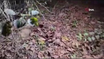 Ekipler gelene kadar çarptıkları tilkinin başından ayrılmadılar