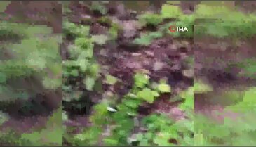Genç adam ormanda ayı dehşeti yaşadı!
