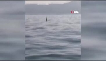 Denizde karşılarına çıktı, balıkçılar şaşkına döndü!