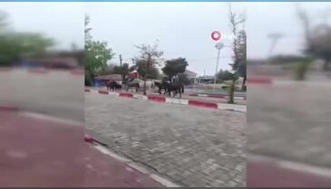 Başıboş atlar trafiği tehlikeye soktu