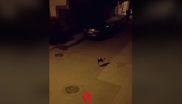 Bursa'da sürü halindeler! Vatandaşlar tedirgin...