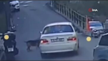 Vicdansızlık saniye saniye kamerada! Sokak köpeğini...