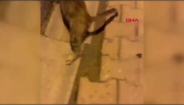 Bursa'da akılalmaz vicdansızlık! Kediye yapılan zulüm...