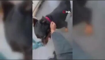 Ağızlıksız gezdirilen 'Rottweiler' dehşet saçtı! O anlar kamerada...
