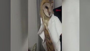 Bursa'da gece saatlerinde davetsiz misafir! Büyük şaşkınlık yaşadılar...