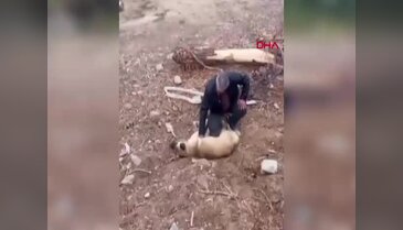 Fenalaşan köpeği kalp masajıyla kurtardı! O anlar kamerada...