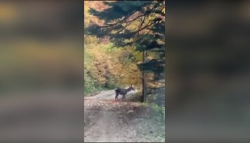 Bursa'da bölge insanını sevindiren gelişme! Uzun süredir görülmüyordu...