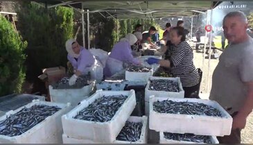Hamsi festivalinde 2 saatte 3 ton hamsi yediler