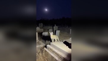 Yapay zekanın geldiği son nokta ürküttü! Binlerce kişi gerçek sandı...