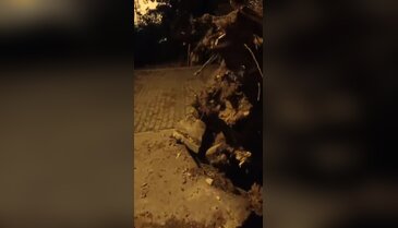 Bursa'da dev meşe ağacı devrildi! Şans eseri korkulan olmadı...
