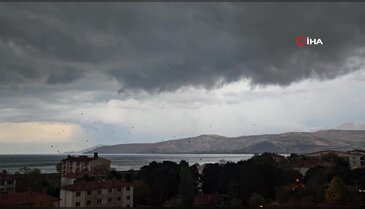 Kargalar gökyüzünü kararttı