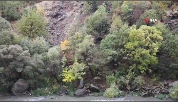 Meşe ormanlarından kartpostallık görüntüler