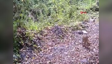 Bursa'da çakal, fotokapana yakalandı