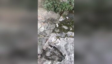 Bursa'nın göbeğinde fare alarmı! Kuruyan dere fare yuvasına döndü...