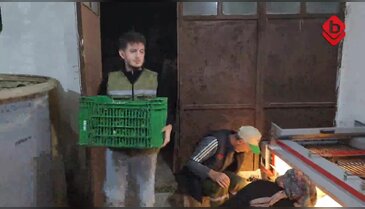 Bursa'da zeytin hasadı devam ediyor! Geç saatlere kadar alın teri...