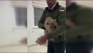 Yasa dışı yolla yurda sokulan yavru aslan koruma altında