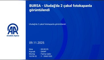 Uludağ'da 2 çakal fotokapanla görüntülendi